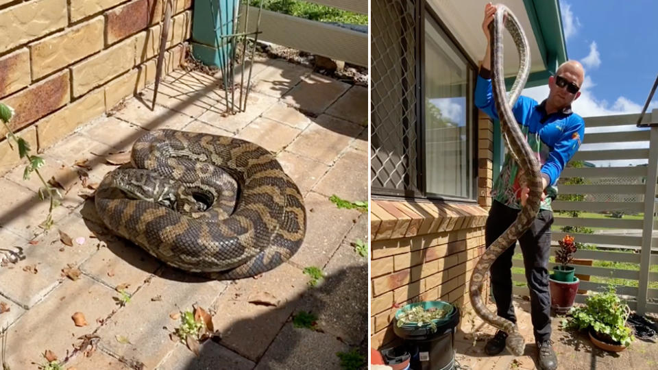 A snake catcher has been left in shock at the size of a carpet python found hiding under a garbage bin at a home on the Sunshine Cost.