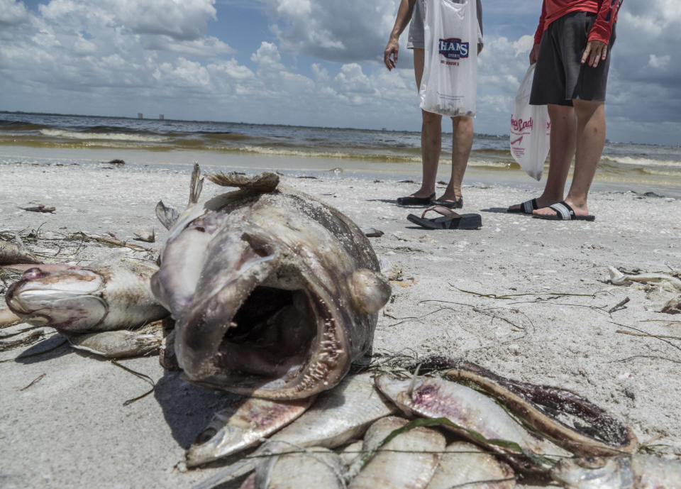 Tristes imágenes del impacto de la marea roja que plaga las aguas de Florida en el Golfo de México