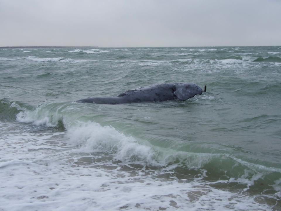 A female right whale was found dead with its tail entangled in rope, off Martha's Vineyard, Massachusetts on Sunday. Photo taken under NOAA Permit #24359.