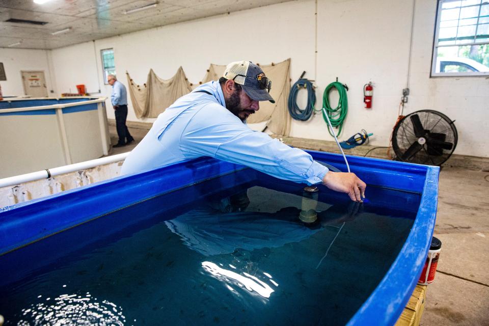 Victor Soto, a field inspector for Lee County Mosquito Control cleans a gambusia tank on  Wednesday, August 31, 2022. Gambusia are used to control mosquitos. They feed on mosquito larvae. 