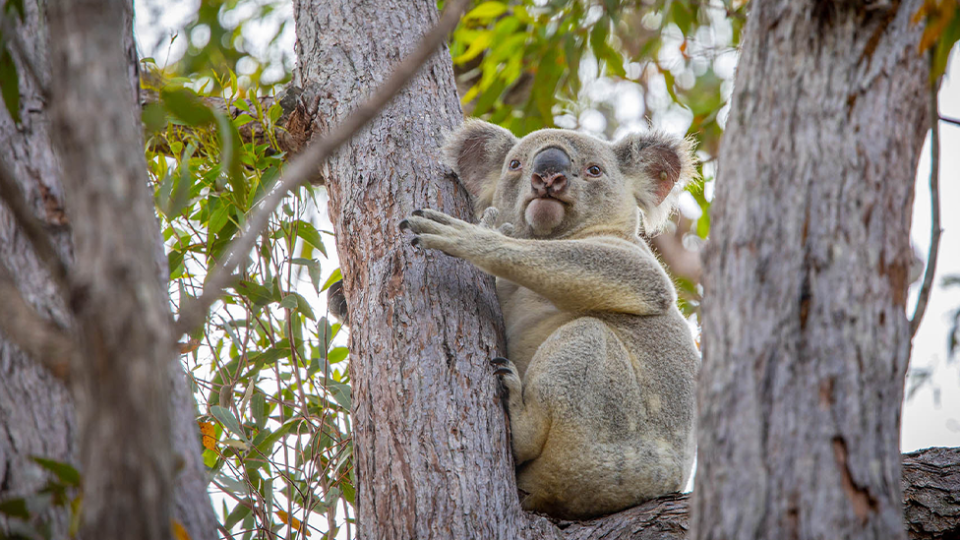 A koala in a tree in Far North Queensland.
