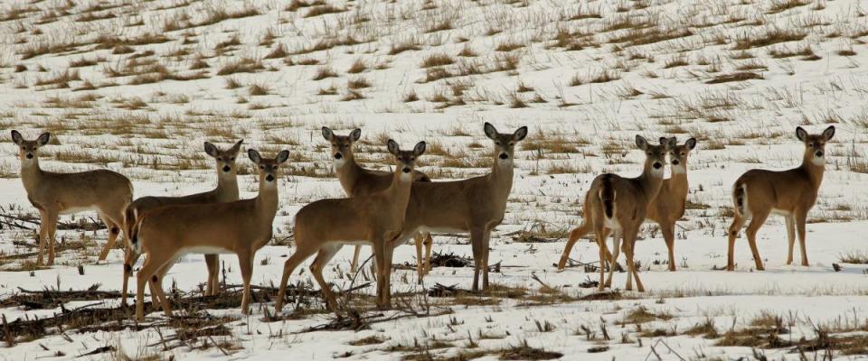 deer/herd of deer/deer in winter