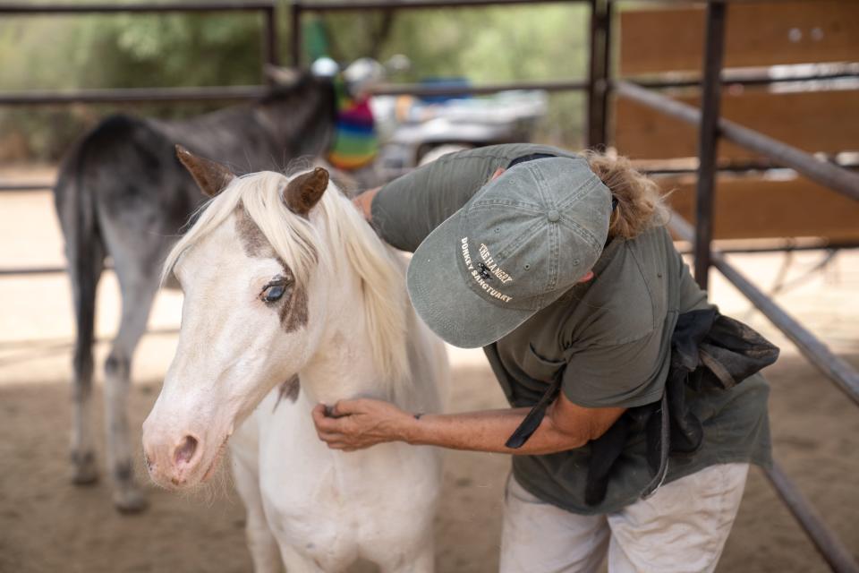 Rose Carroll, founder of Hangry Donkey Sanctuary, pets Grace, a blind pony (left) at the sanctuary in the Rio Verde Foothills on July 28, 2023.