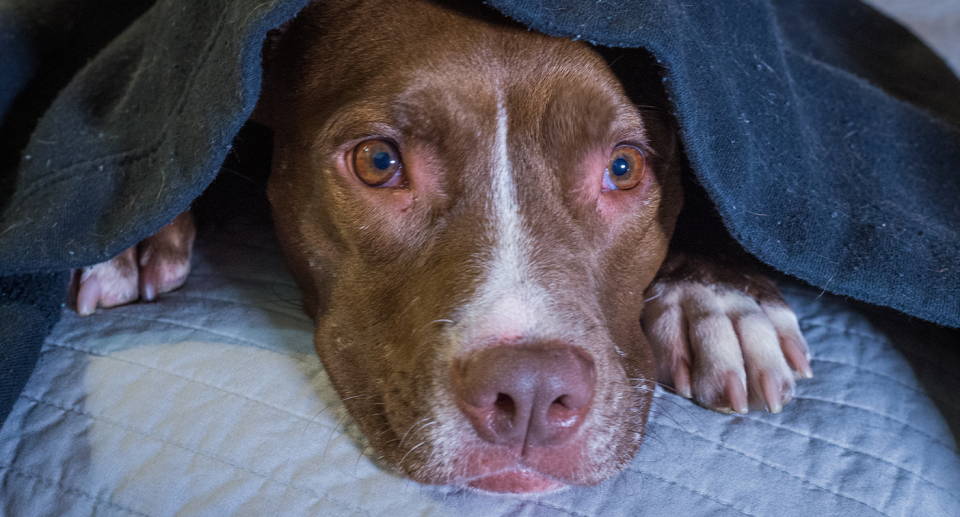 Dogs often vocalise when they are scared by an earthquake. Source: Gettty