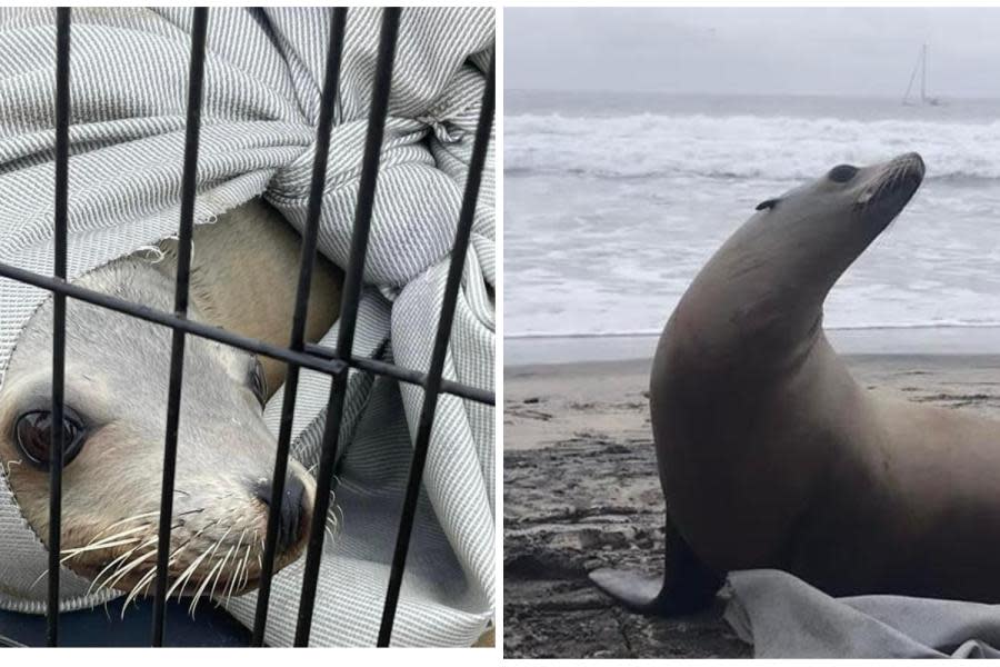 Dirección de Bomberos de Tijuana asiste a lobo marino varado en Playas de Tijuana 