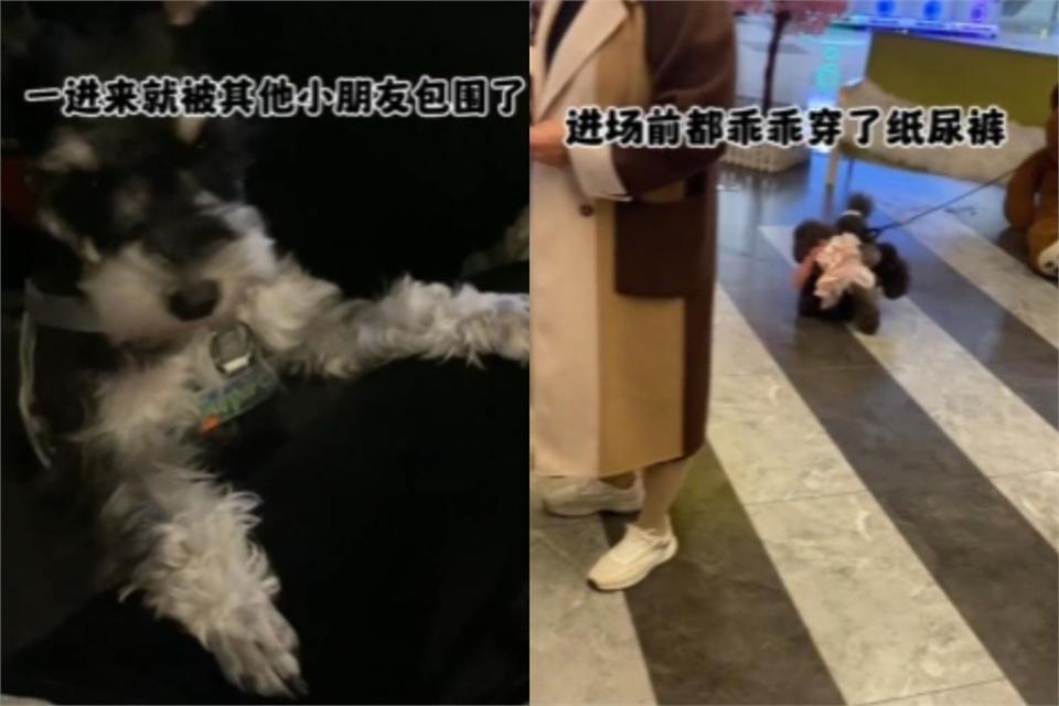 狗狗們包場看中國電影《忠犬八公》！網見畫面笑：寵物也要思想教育？