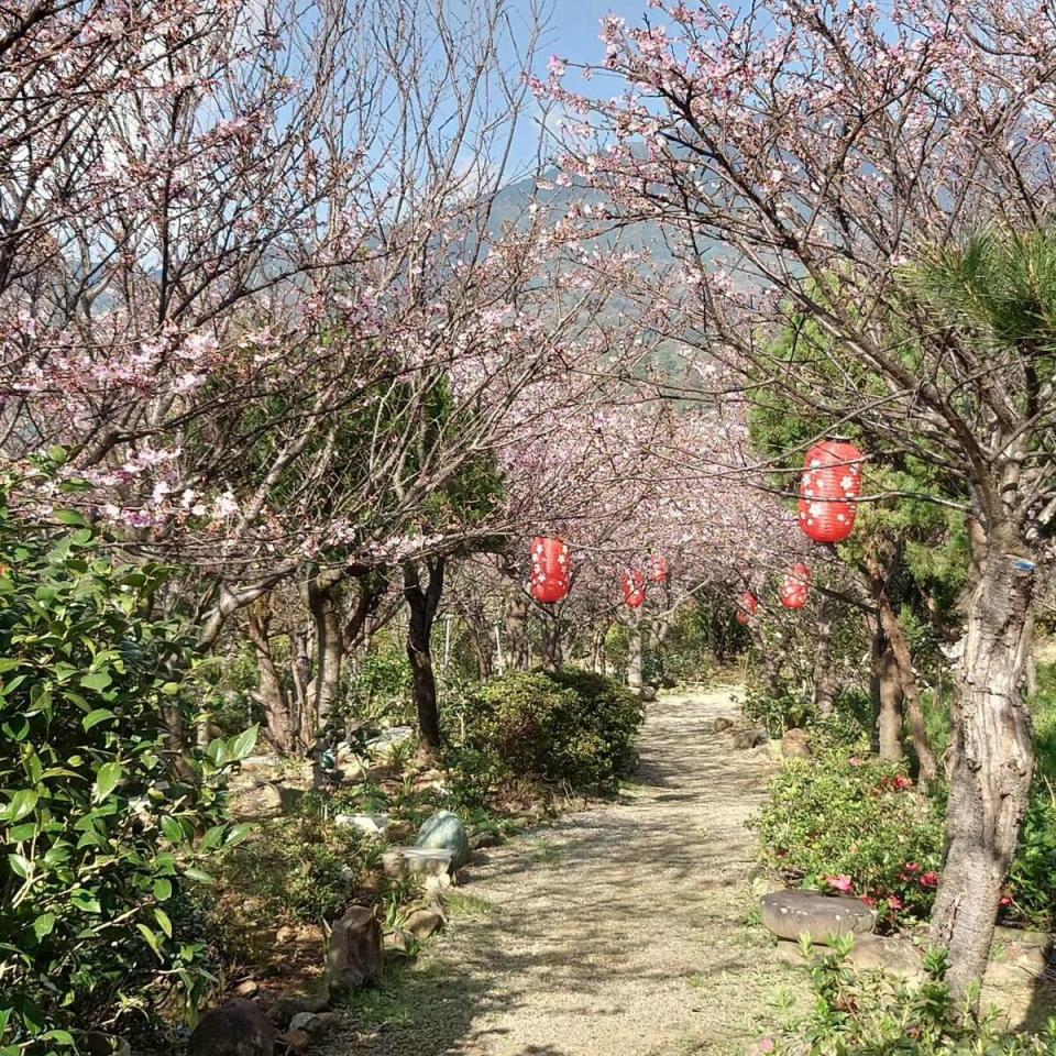 大埔農場紗帽山，除了日式燈籠外，園區還種植小富士櫻約有600到700株，目前將滿開。   圖：取自大埔農場紗帽山臉書