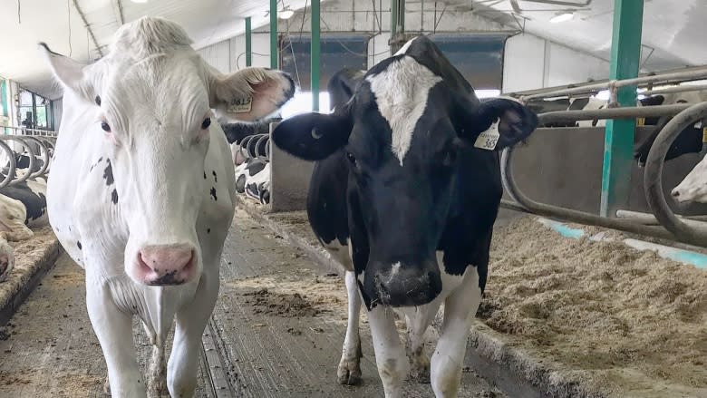 From farm to factory, Canadian dairy industry has no time for Trump