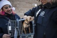 Front Street Animal Shelter's foster rescue coordinator Lori Rhoades (L) and animal care technician Jennifer Channell prepare one of 50 dogs in Sacramento, California, for a flight to a no-kill shelter in Idaho, December 9, 2013. Picture taken December 9, 2013. REUTERS/Max Whittaker (UNITED STATES - Tags: ANIMALS SOCIETY)