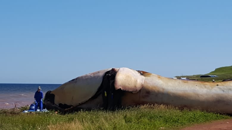 Right whale necropsy underway on P.E.I., 2 more possible