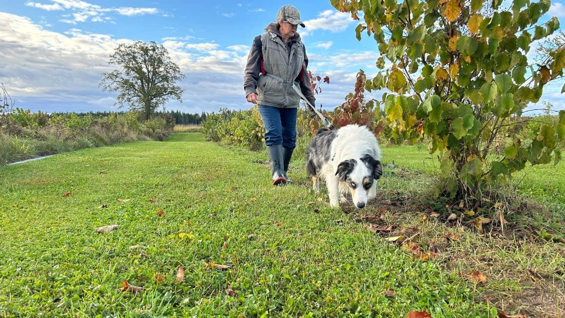 Lucille Groulx walks with her dog Minoune in search of truffles. (Stéphanie Rhéaume/Radio-Canada - image credit)