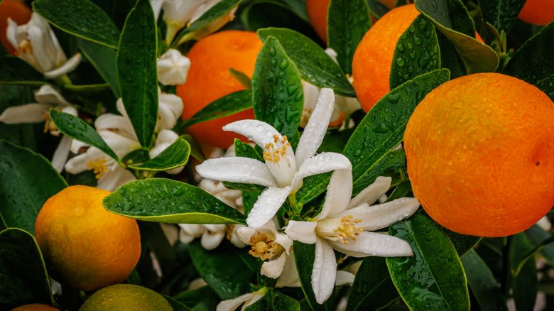 Calamansi tree