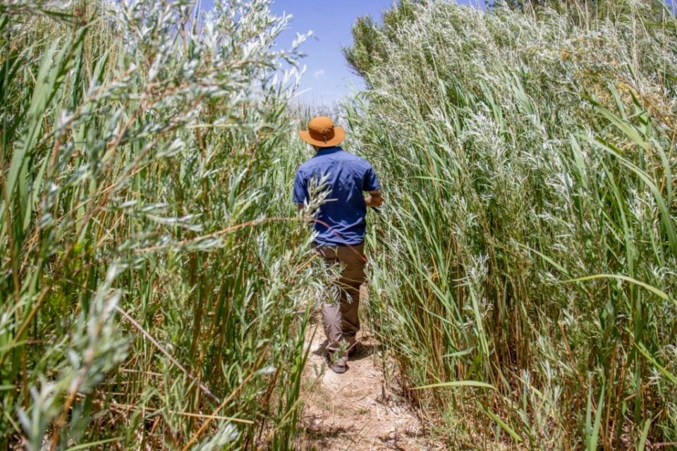 Wes Noe pushes through a thicket of plants, twists of coytoe willow, and invasive plants such as Russian olive and salt cedar.