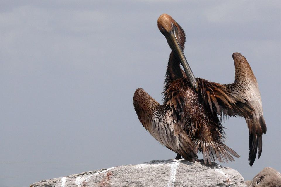 <p>A pelican attempts to clean off the oil from its body after the BP oil spill in the Gulf of Mexico.</p>