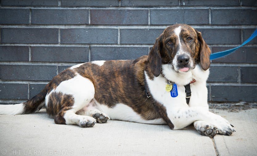 Kenny Wallace is a 2.5-year-old basset mix, born and raised with his brother Rusty in Georgia before moving north, when their former owner had to give them up.   Kenny's a love who must be one of the most grateful-to-be-rescued pups ever known. He can be wary of strangers initially, but does well with a strong, consistent and loving leader. He makes friends for life with any trustworthy human who takes the time.   Kenny bonds quickly and deeply and is all about loyalty. He's got crooked lowrider legs and an adorable smile (that runs in the family), and there's no mistaking when he's having a good time. He likes to romp around with canine friends and apparently lived harmoniously with cats down South. But he's more than happy to lie at your feet and have you rub his belly exclusively.   Kenny is crate trained and housebroken and looking for a forever home! Kenny is neutered and up to date on vaccinations. To foster or adopt, please <a href="www.badassbk.com" target="_blank">visit the Brooklyn Badass website for an application</a>.