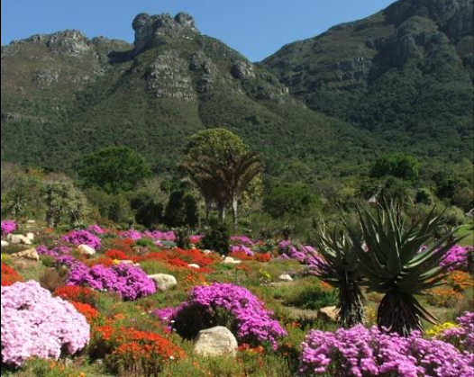 Kirstenbosch, Cape Town, South Africa - Set against the picturesque backdrop of Devil’s Peak and Table Mountain, this South African garden provides shelter to over 22 000 unique species of fauna. Its magical environment would effortlessly captivate the heart thirty from wanderlust. Kirstenbosch was found in 1913 to salvage the indigenous plants of the continent. This garden appeals to the foreign visitors who find the reproduction of the Restio grasses very interesting - they need smoke from bush fires to multiply.