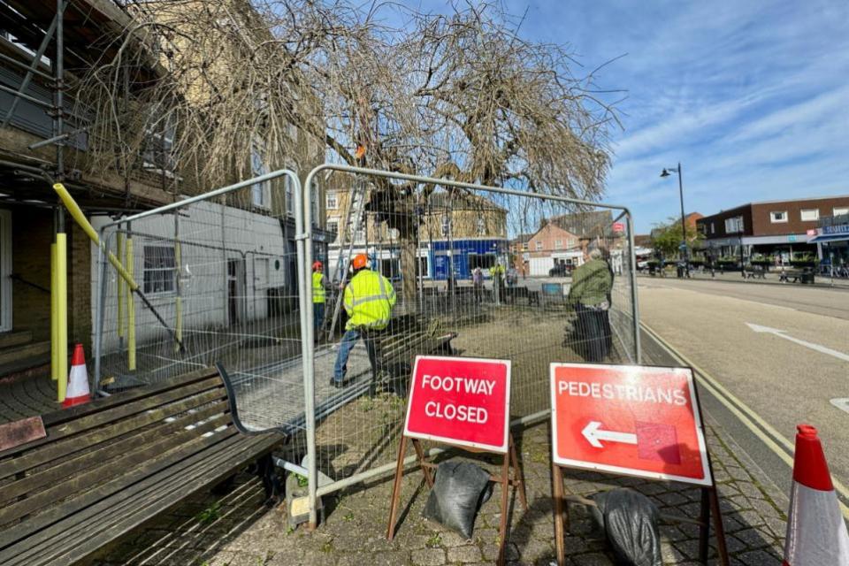 Isle of Wight County Press: While the tree works were underway