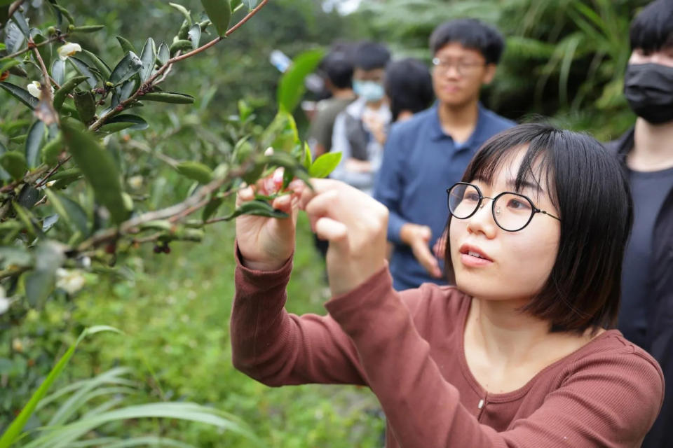 <strong>「茶山探索」暢遊三峽茶園，體驗製茶、品茶香，享受舒心愉快的時光。（圖／新北市政府）</strong>