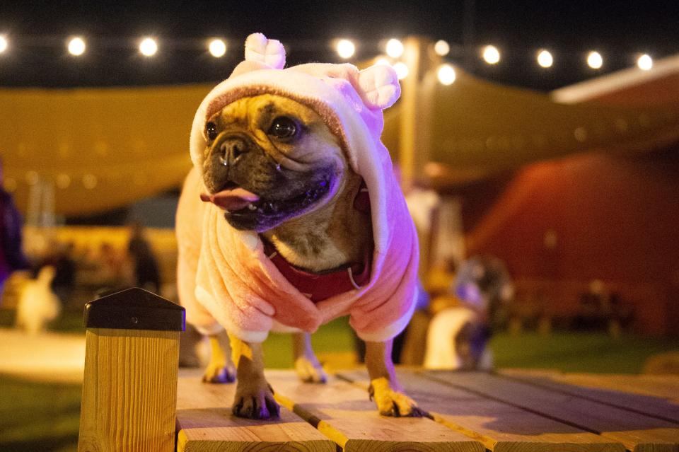 Scenes during The Bark and Boos halloween costume contest at 601 Lamar St. on Friday, Oct. 21, 2022.