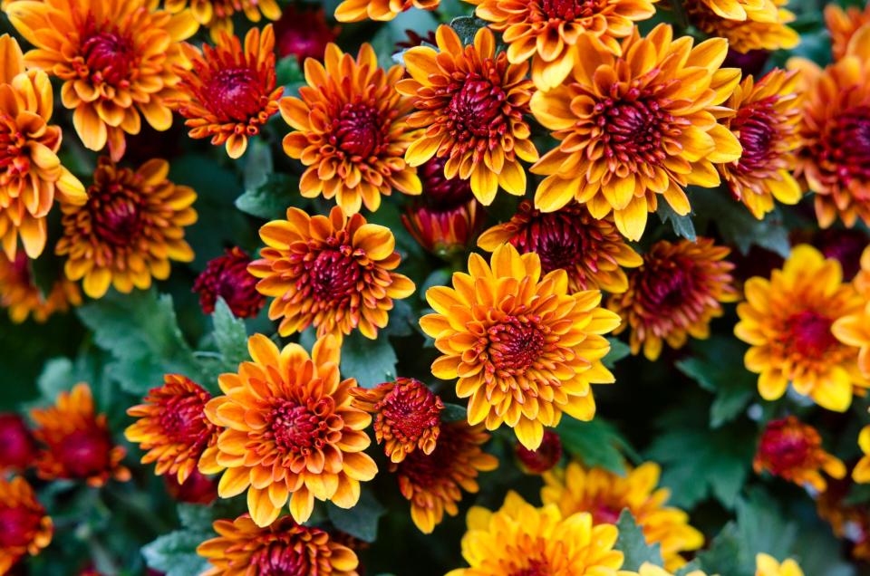 Chrysanthemums are beautiful flowers but can be dangerous for pets.