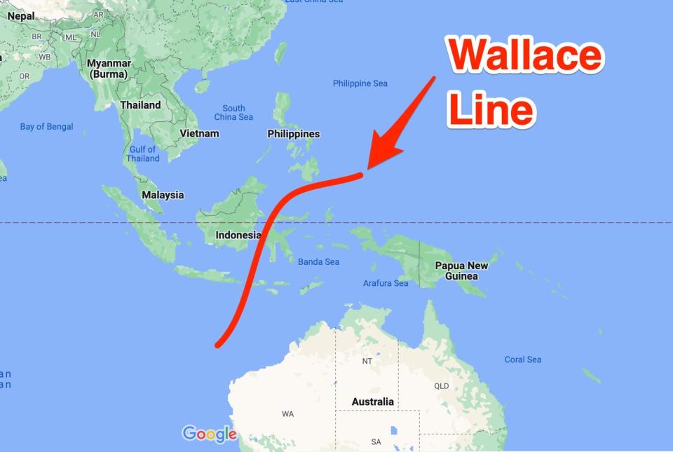 An annotated map reads "Wallace Line".  A line runs through Indonesia.