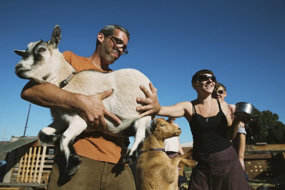 Jason Jimenez and Jess Kurtz load the Belmont goats from SE Belmont and 11th for transport to SE Foster and 91st, Oct 5, 2014. A group of renown goats in Portland, Oregon, were temporarily set free in what appeared to be an act of protest against a planned clearing of a nearby encampment of those experiencing homelessness. (Thomas Boyd/The Oregonian via AP)