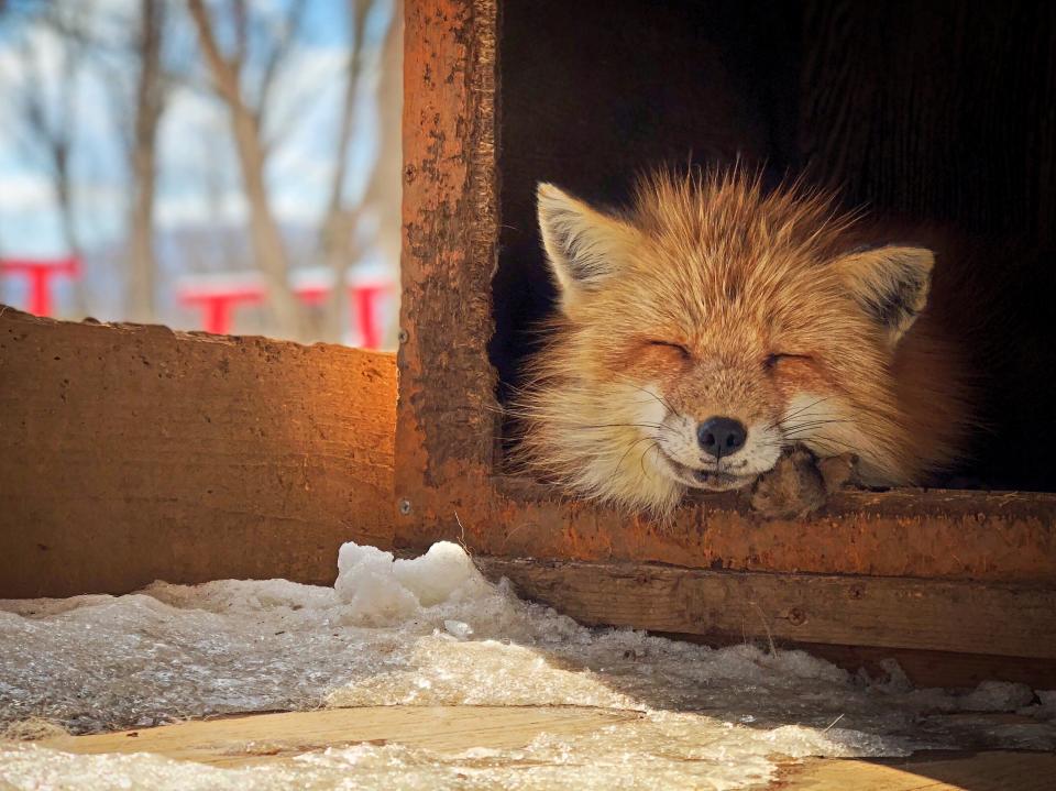 Third Place<br />"Smiling Fox"<br />Miyagi Zao Fox Village, Japan<br />Shot on iPhone X