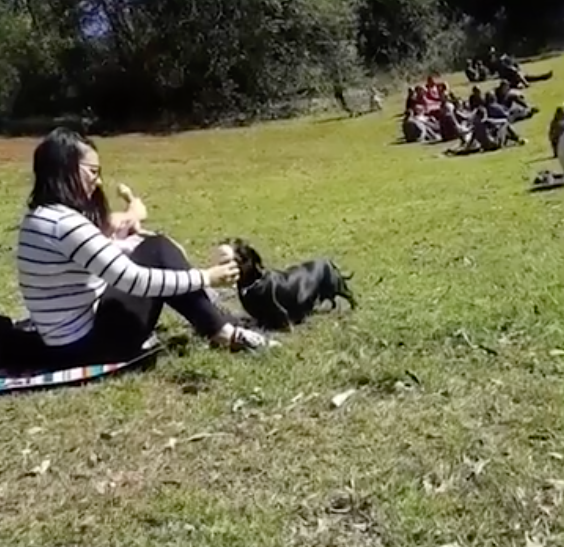 The viral clip shows a woman letting her dog lick her ice cream. Photo: Instagram/wandering_tobias via Brown Cardigan