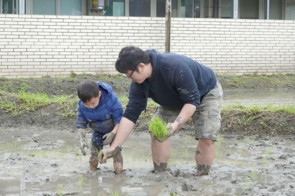 《圖說》學生們彎下腰將手中的秧苗一株一株地插入田裡。〈農業局提供〉