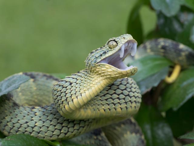 Atheris Squamigera High-Res Stock Photo - Getty Images