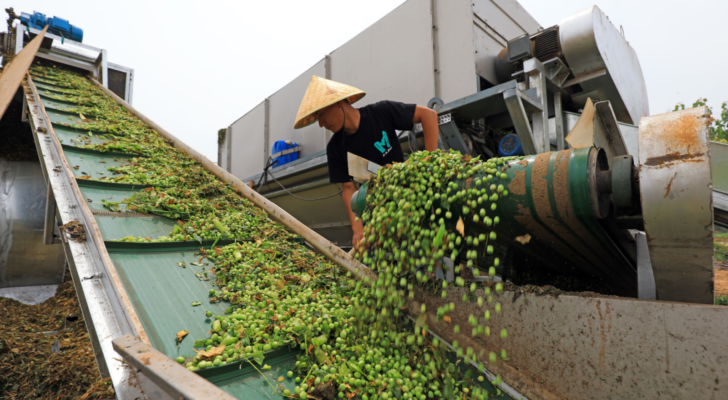 Farmers are threshing peas by machinery in the fields, Luannan County, Hebei Province, China. CGA stock