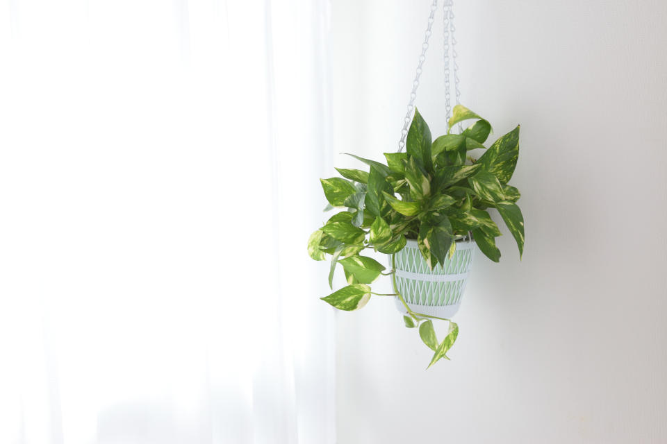 Pothos pots by the window