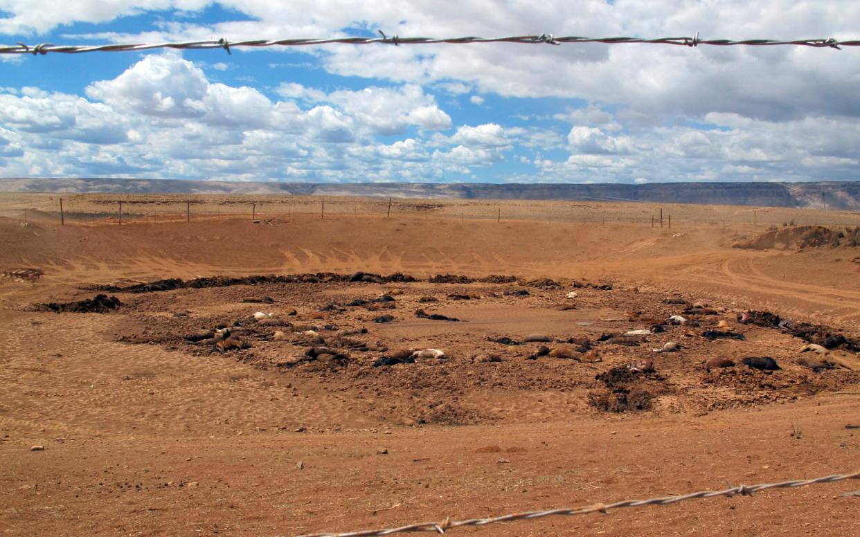 Some 191 dead horses have been found around a stock pond on Navajo land in Arizona - AP
