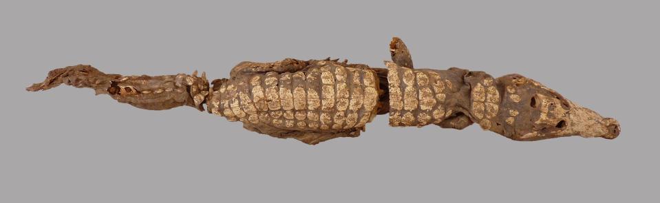 An aerial view of the remains of one crocodile after excavation shows it is almost compeltely intact. Skin is shown on this picture.