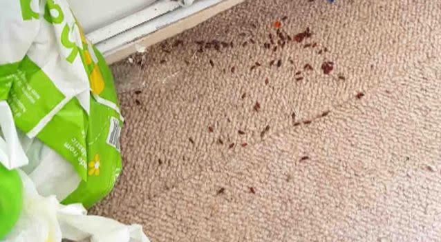Beau's neighbour first noticed an overwhelming smell coming from the flat in July. Photo: SWNS