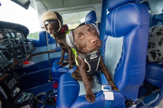 Pooch pilot employs puppy co-pilot