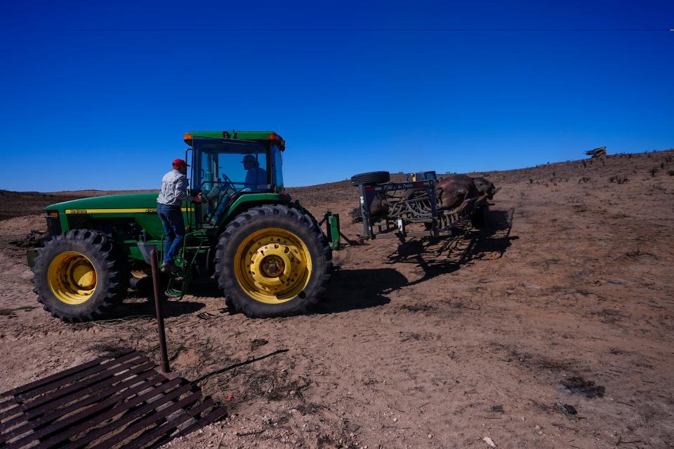 Ranchers move cattle killed by the Smokehouse Creek Fire out of burned ranch land on March 1, 2024, in Skellytown, Texas. The wildfire, which started Feb.26, has left behind a charred landscape of scorched prairie, dead cattle and burned-out homes in the Texas Panhandle.