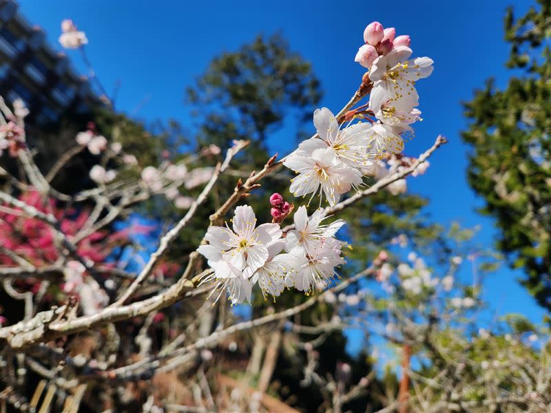 阿里山花季即將於113年3月10日開始。（圖／公路局提供）