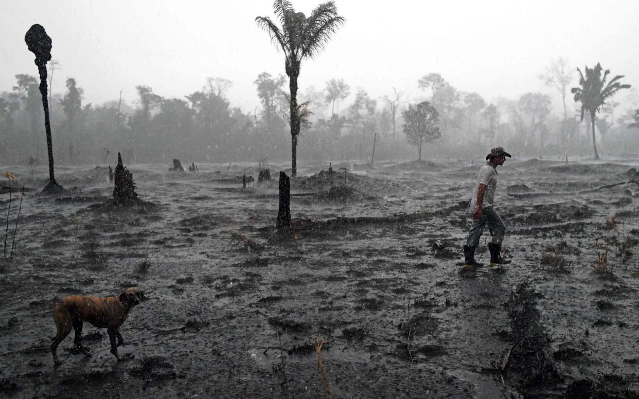 Brazilian farmer Helio Lombardo Do Santos and a dog walk through a burnt area of the Amazon rainforest, near Porto Velho - CARL DE SOUZA/AFP