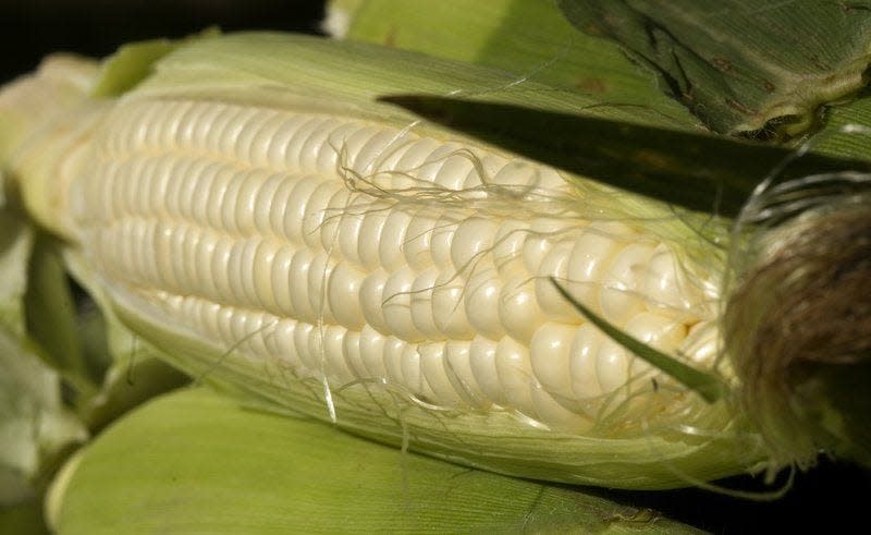 Sweet corn at the market. David Snodgress | Herald-Times