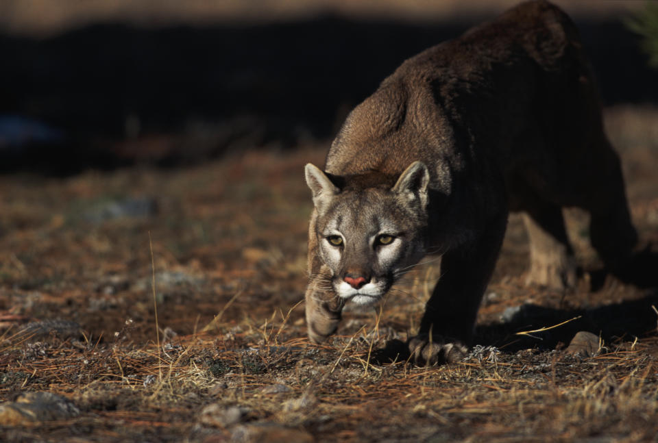 The mountain lion attacked the boy as he was running to greet a friend. Source: Getty Images