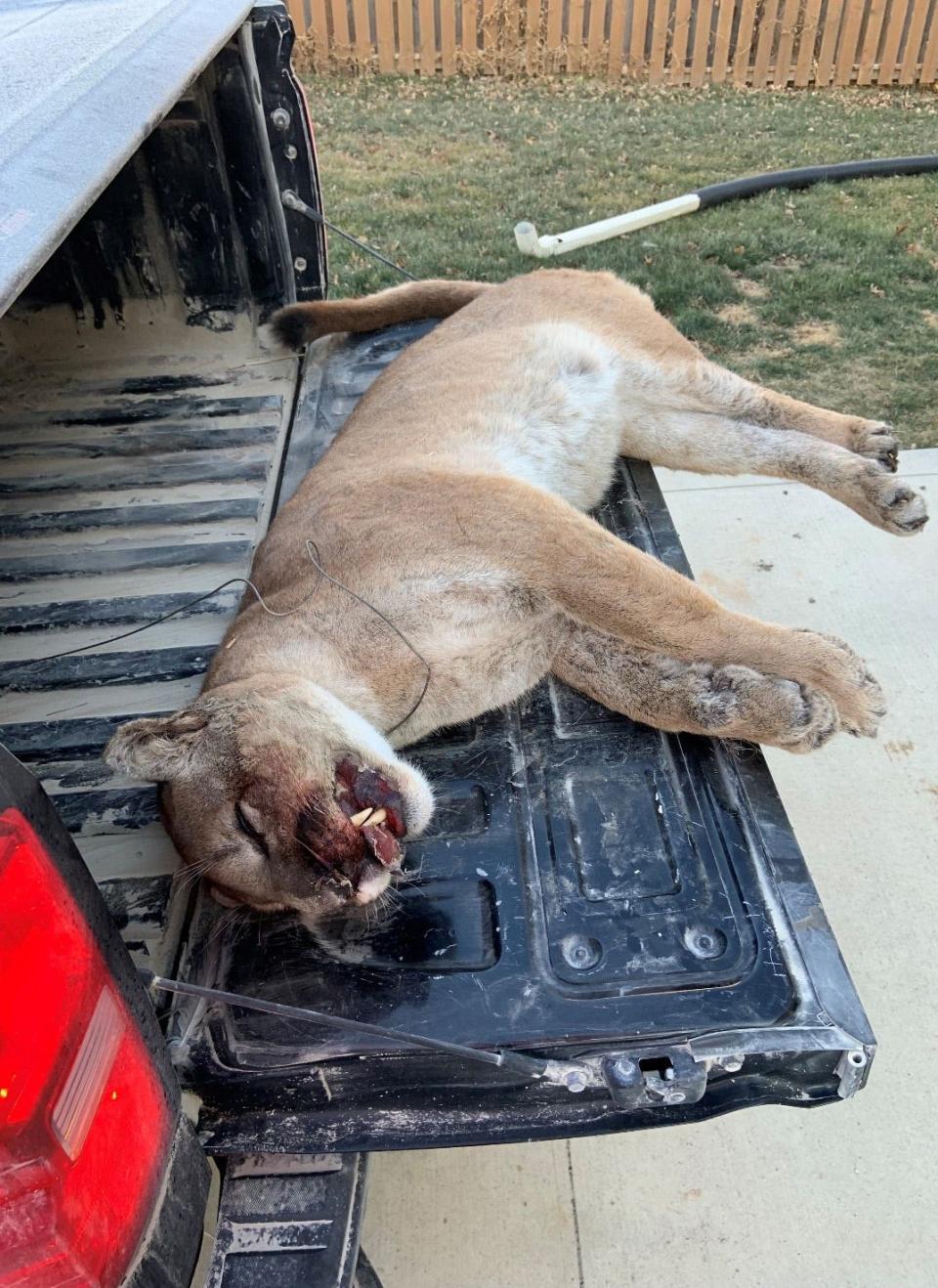 Iowa DNR officials say deer hunters found this 119-pound male mountain dead with a broken snare around its neck on Tuesday, Dec. 7, 2021.