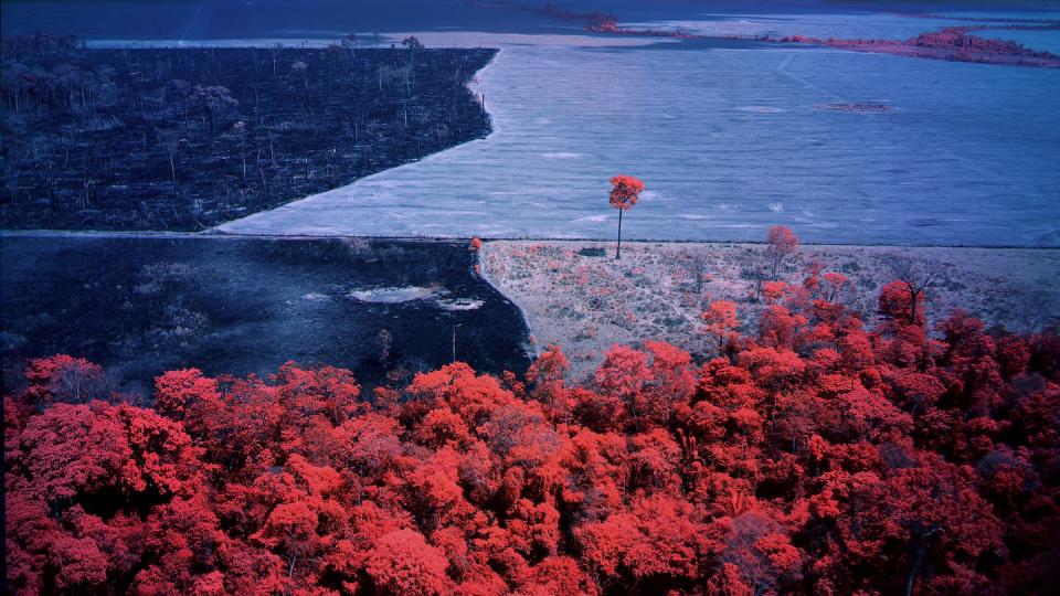 Richard Mosse, Broken Spectre, 2022 (still). Courtesy of the artist and Jack Shainman Gallery, New York.