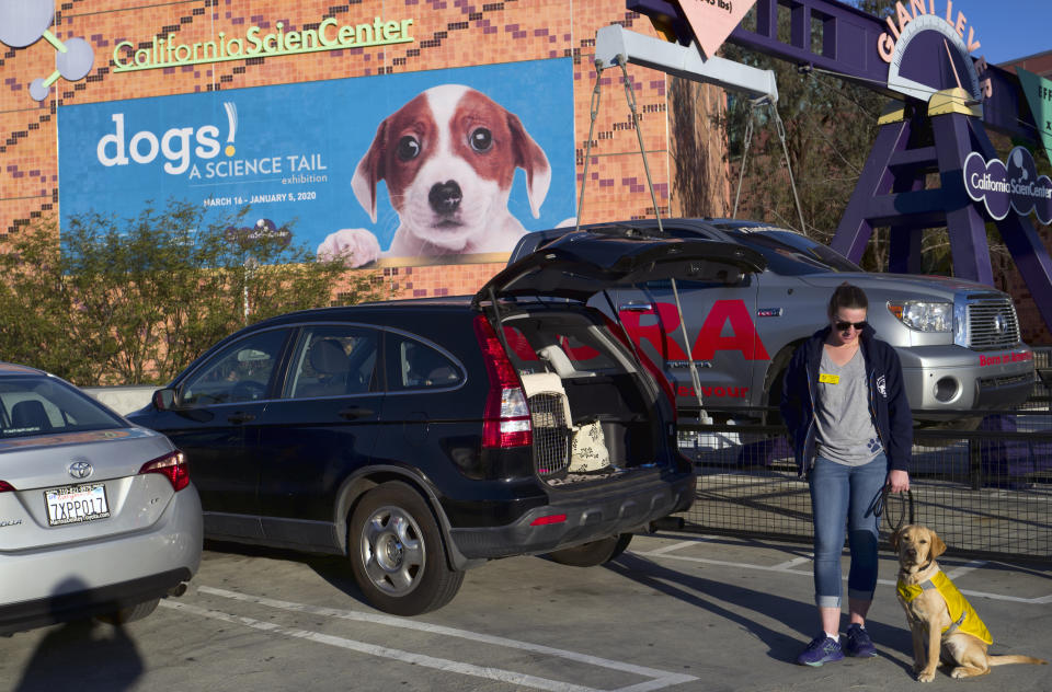 In this Tuesday, March 12, 2019 photo Puppy raiser for Guide Dogs of America Lexie Dreyfuss and her 6 month old Labrador Retriever Hathi prepare for a demonstration at the California Science Center in Los Angeles. A new exhibit at a Los Angeles museum examines the relationship between dogs and humans and explores why the two species seem to think so much alike and get along so well. "Dogs! A Science Tail” opens Saturday, March 16, 2019, at the California Science Center. (AP Photo/Richard Vogel)