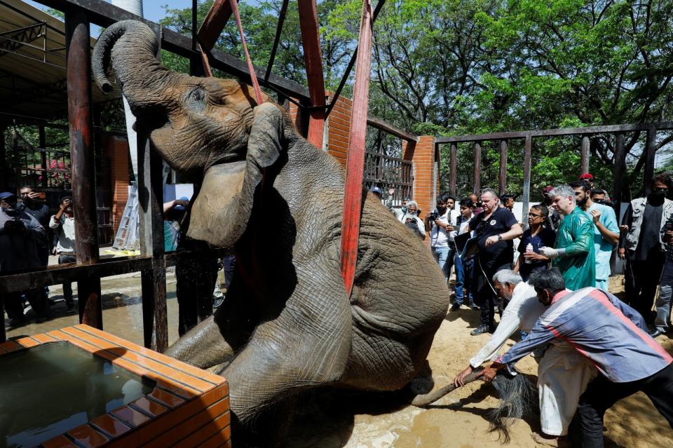 2023年4月5日，動物福利組織「四爪」的獸醫在巴基斯坦喀拉蚩動物園嘗試為大象奴兒潔罕進行醫療評估。路透社