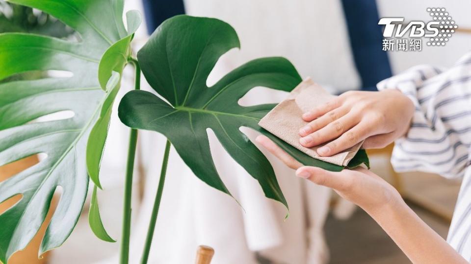 不少民眾都會買龜背芋回家，當作室內植栽美化環境。（示意圖／shutterstock達志影像）