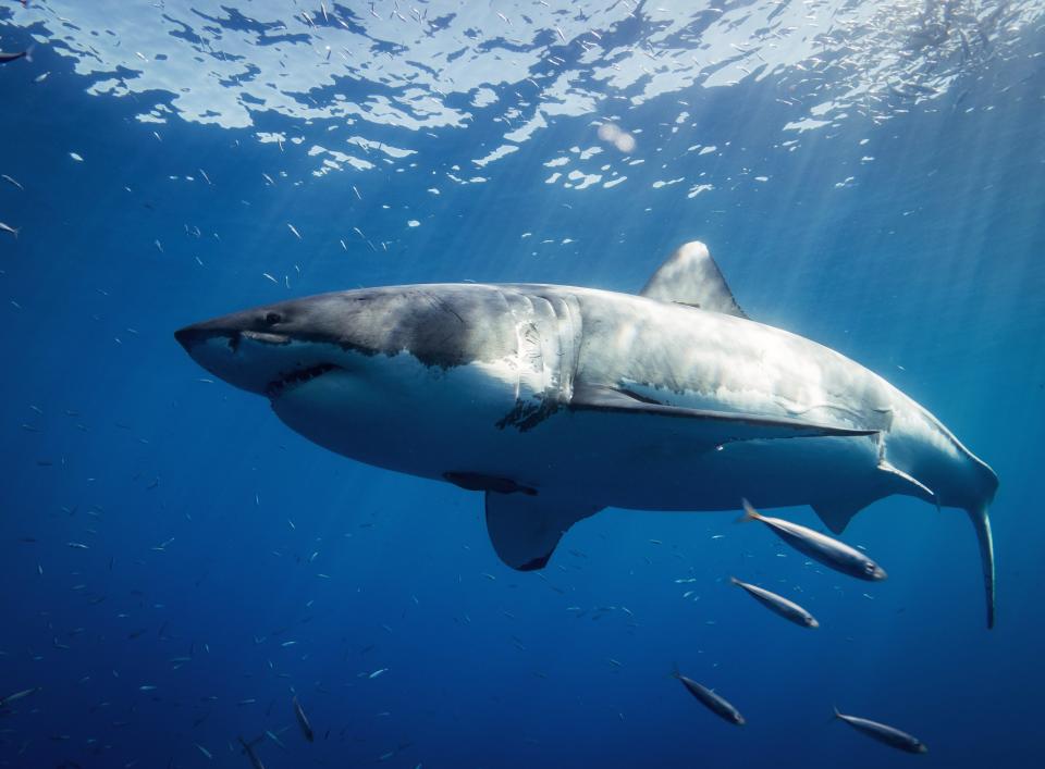 A great white shark at Guadalupe Island, Mexico.