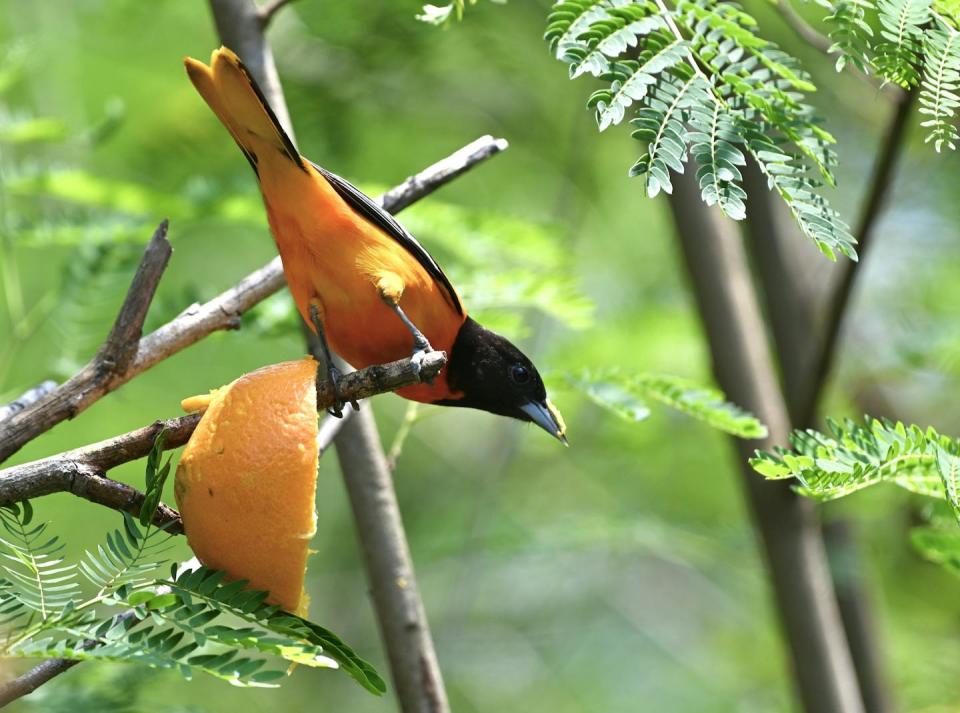 A black bird with an orange underside lands on a branch next to half an orange placed there for food.