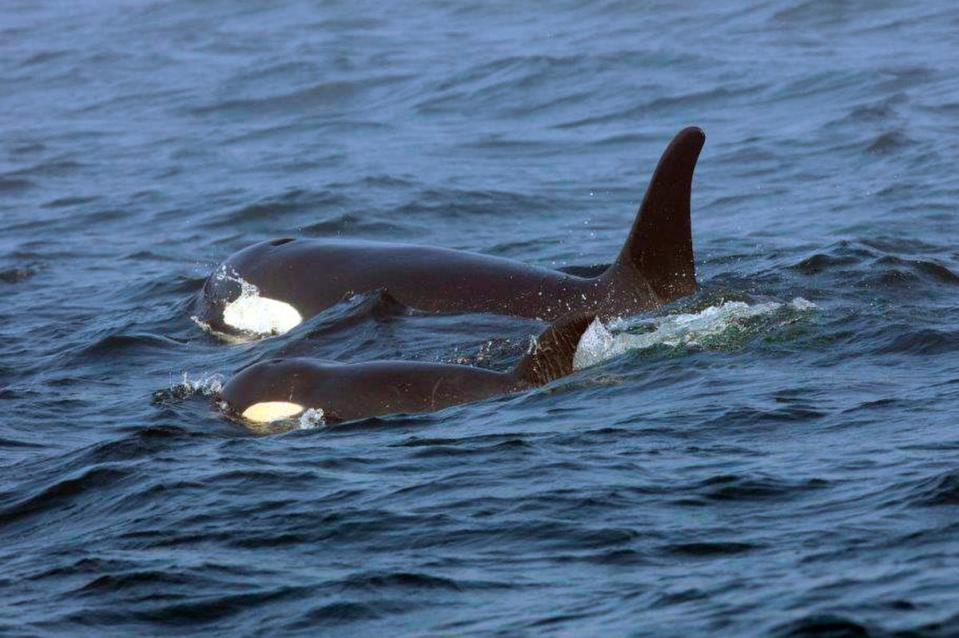 ORCAS EN PELIGRO (AP)