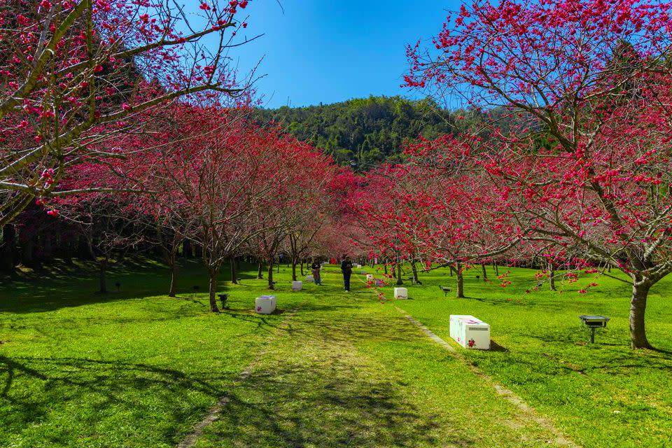 櫻花林廣闊視野和茂密的櫻花樹，讓賞櫻民眾或坐或躺非常愜意。(記者黃富貴攝)